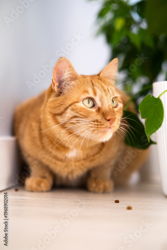 Cute ginger cat with hunting sight instinct at home with white interior. Domestic orange stripe cat for advertising of healthy happy pets life. Adorable animals.