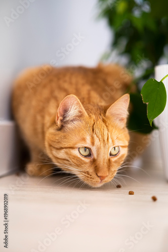 Cute ginger cat with hunting sight instinct at home with white interior. Domestic orange stripe cat for advertising of healthy happy pets life. Adorable animals.