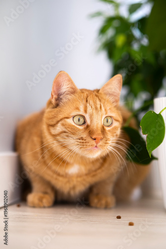 Cute ginger cat with hunting sight instinct at home with white interior. Domestic orange stripe cat for advertising of healthy happy pets life. Adorable animals.