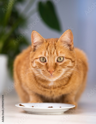 Cute ginger cat near plate with food at home looking at camera. Hungry satisfied happy pets. Domestic orange stripe cat for advertising of feline food and healthy happy pets life. Adorable animals.