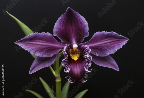 Deep Purple Orchid Flower with Yellow Center on Black Background