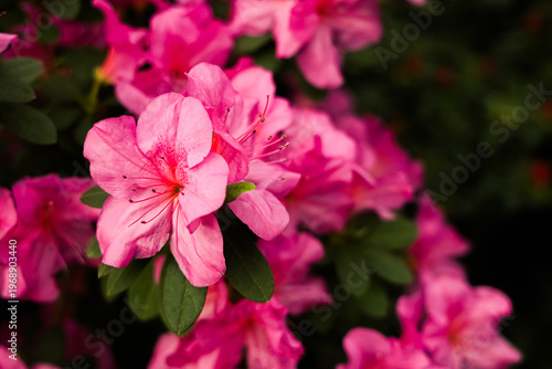 Bright pink azalea flowers bloom in a garden during the spring season in a sunny location