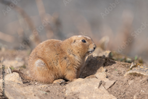 Fotografía Portrait of a groundhog (marmota monax)