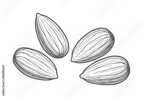 Hand drawn of four almonds a white seed seeds