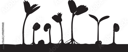 Sprouting seedlings growing in soil with roots and leaves