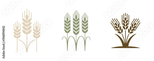 Wheat sheaves vector illustration golden grain agricultural harvest and cereal vector graphics