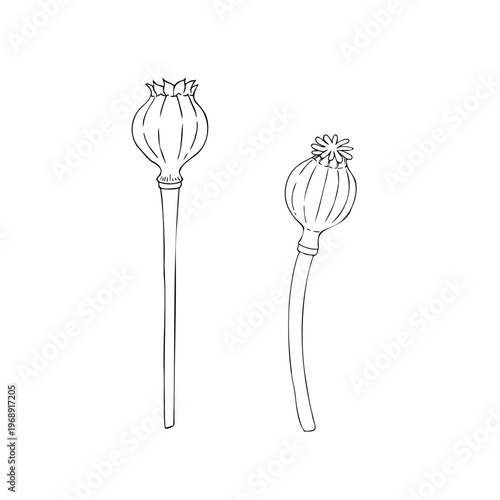 Vector dried poppy heads, graphic hand drawn isolated illustration. Botanical christmas, winter, and wedding clipart. For designers, invitations, decoration, postcards, wrapping paper.