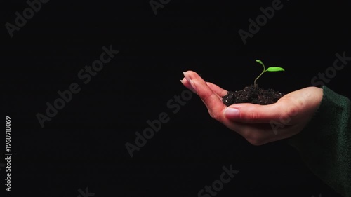 White Hand Offering Sprout And Soil, Educational Botanical Demonstration, Black Backdrop, Focused On Tiny