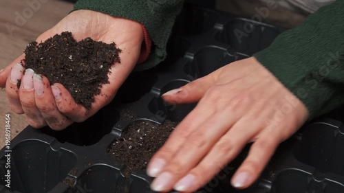 Closeup Hands Pouring Soil Into Cell White Woman Carefully Smoothing Soil With Fingertips Over Plastic Seed