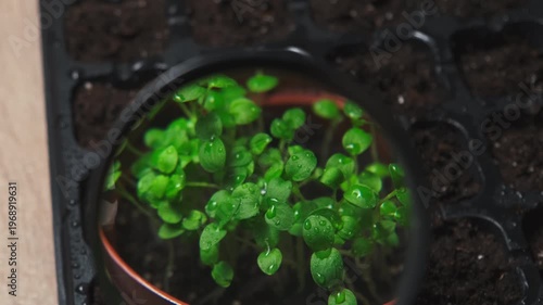 Close Up Green Seedlings Under Magnifier, Dewdrops On Tiny Leaves, Soil Cells Visible In Tray, Soft Studio