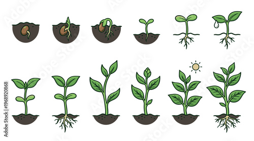 Plant growth stages from seed germination to a mature plant with leaves and roots, illustrating the full development cycle.