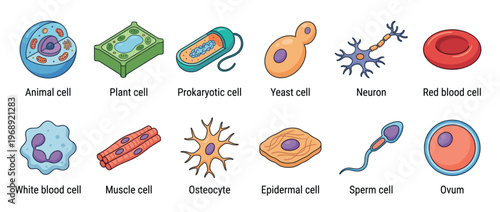 Collection of various biological cells including animal, plant, prokaryotic, yeast, neuron, blood, muscle, osteocyte, epidermal, sperm, and ovum cells for educational purposes.