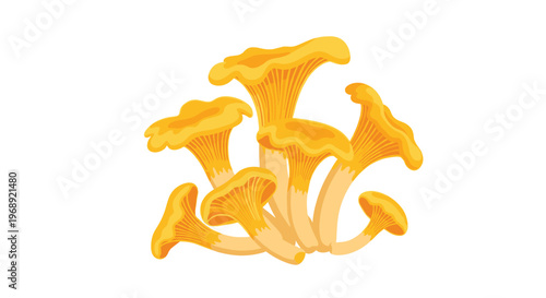 A cluster of vibrant golden chanterelle mushrooms with delicate wavy caps and textured ridged stems stands out against a pristine and minimalist white background.