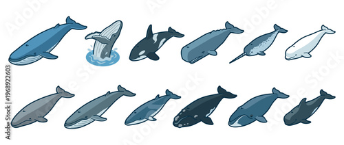 Cartoon whales and marine mammals swimming in the ocean, showcasing a diverse collection of various species in a friendly illustration style.