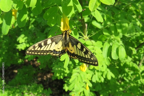 Beautiful Machaon butterfly on plant in the garden, closeup