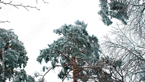 Forest Trees Covered in Thick Fresh Heavy Snow during Winter Snowstorm Blizzard 