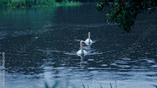Graceful Pair of Swan Birds Floating on Lake Pond Surfece during Summer Rain