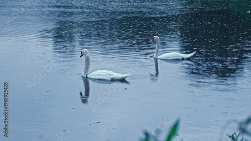 Graceful Pair of Swan Birds Floating on Lake Pond Surfece during Summer Rain