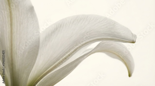 Close-up of white lily petals on white background