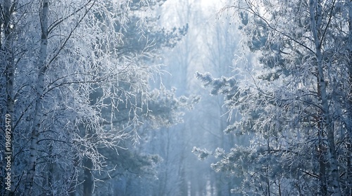 serene winter forest landscape with frosted trees and sunbeam
