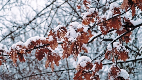 Oak Tree Branches with Dry Withered Leaves Covered in Thick Heavy Snow