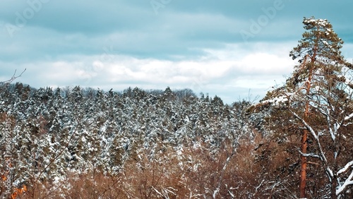 Scenic Treetops of Peaceful Forest Covered in Fresh Thick White Snow under Cloudy Winter Sky