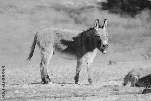 Mini donkey in black and white closeup, braying while standing in Texas farm pasture.