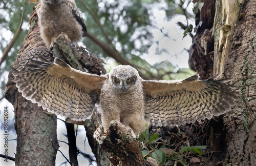 Foto A young great horned owl  Bubo virginianus  , practices flapping it wings before leaving the nest
