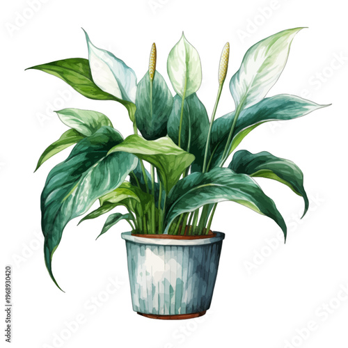 Watercolor Potted Peace Lily Spathiphyllum Houseplant Illustration Isolated on White