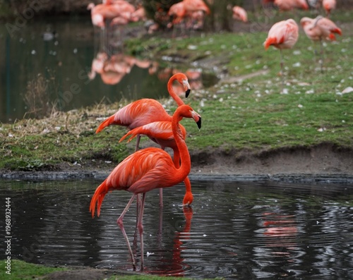 rote Pelikane, Flamingo