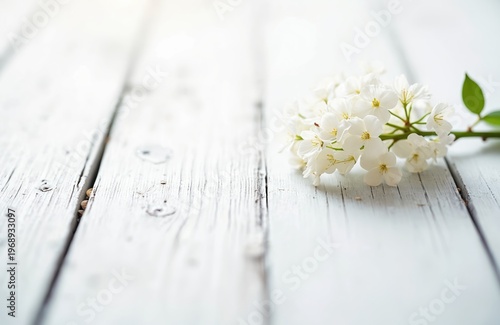 White lilac flowers rest on weathered white wood planks. Delicate petals, light green leaves, subtle detail, bright, clean, natural surface texture. A serene, fresh bloom for spring.