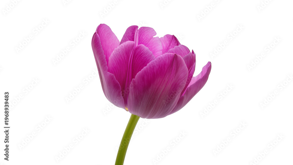 Obraz premium Vibrant pink tulip bloom with delicate petals, isolated on transparent background