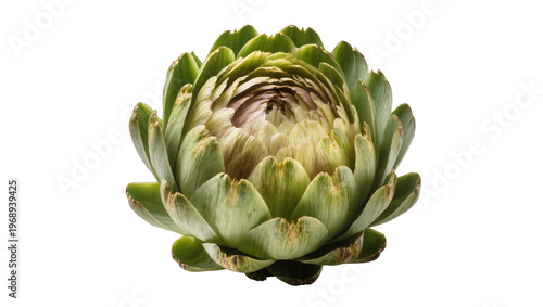 Bild auf Leinwand Fresh green artichoke with layered petals, isolated on transparent background