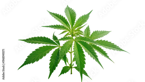 Green cannabis plant with serrated leaves, isolated on transparent background