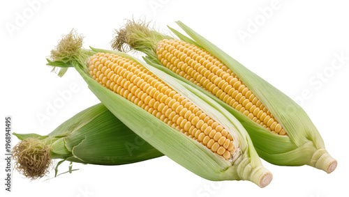 Photos Three fresh yellow corn cobs with green husks, isolated on transparent backgroun