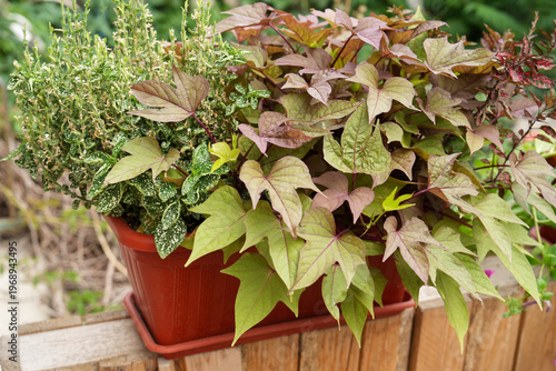 Rectangular balcony planter Ipomoea with mixed foliage container garden arrangement outdoor