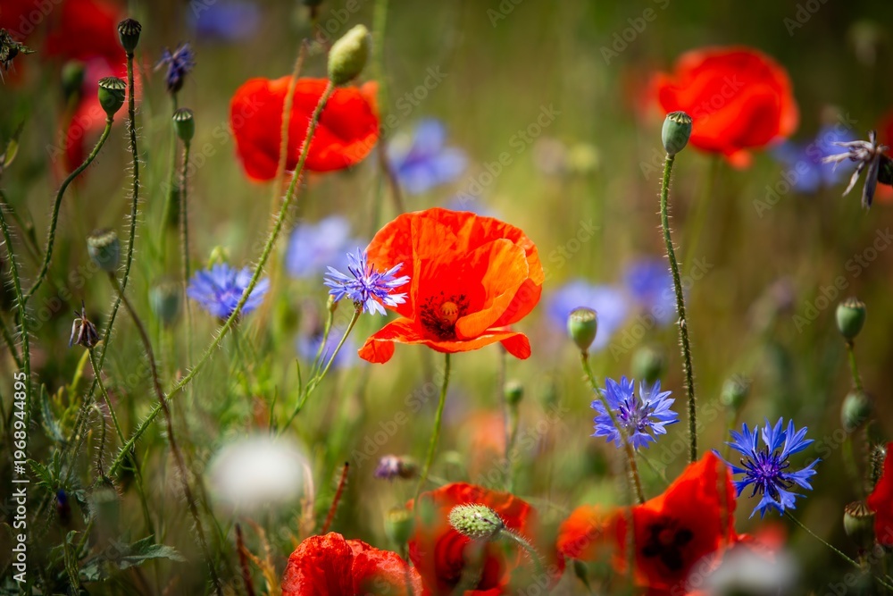 Fototapeta premium Spring Flowers Roadside Nature