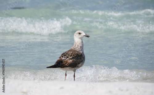 Seagull stands at the shoreline as small waves break, showing mottled plumage, dark beak, and pink legs against blue water near Anna Maria Island, Florida, U.S.A