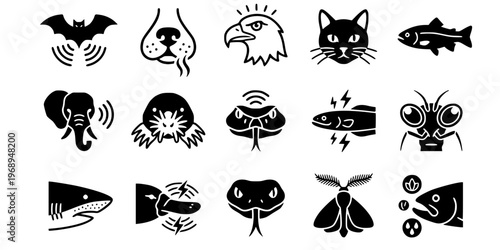 15 Black and White Animal Sensory Perception Vector Icons Flat Line Art