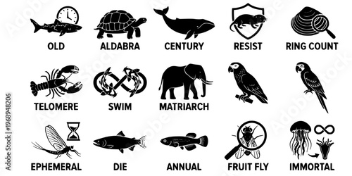 15 Black and White Animal Life Expectancy Aging Vector Icons Flat Line Art