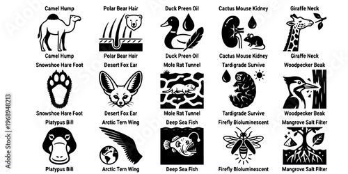 15 Black and White Animal Adaptation Evolution Vector Icons Flat Line Art
