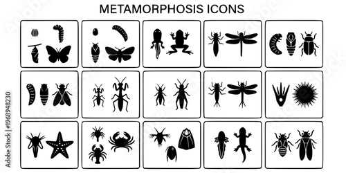 15 Black and White Metamorphosis Growth Lifecycle Vector Icons Flat Line Art