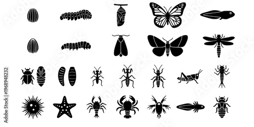 15 Black and White Metamorphosis Growth Lifecycle Vector Icons Flat Line Art