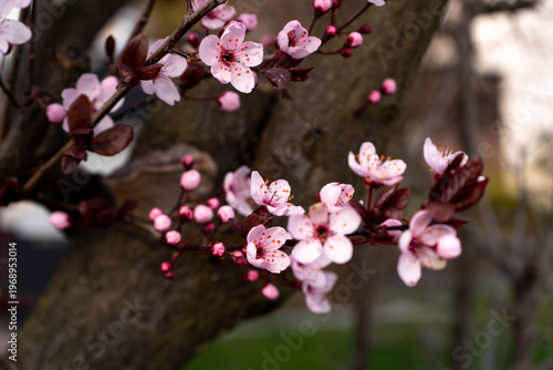 Rosa Blüten der Blutpflaume im Sonnenlicht mit weichem Hintergrund