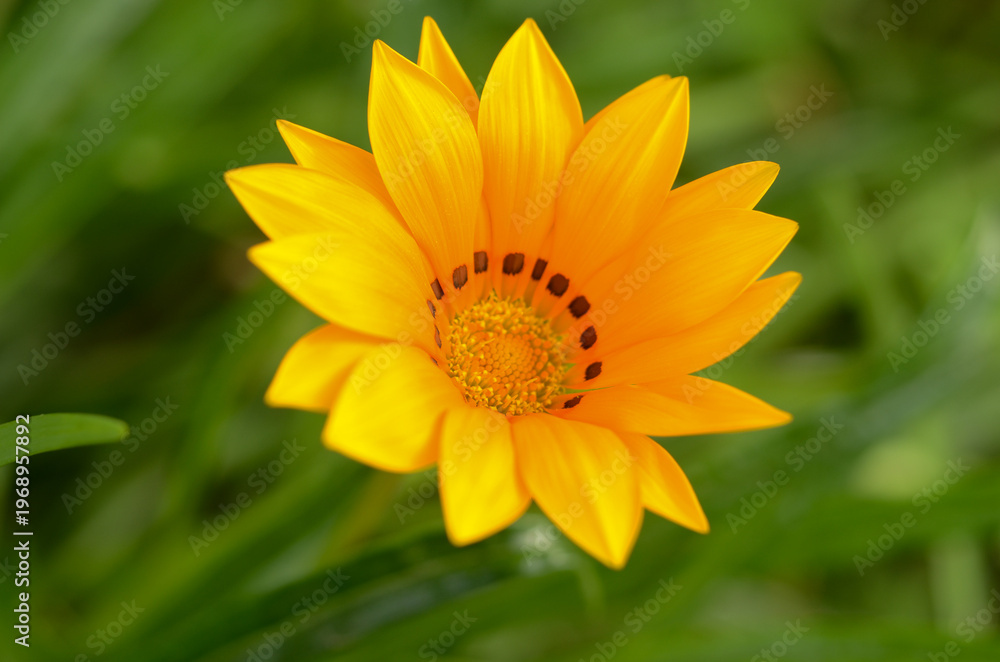 Obraz premium Vibrant yellow flower bursts forth in a lush garden scene during a sunny afternoon in spring