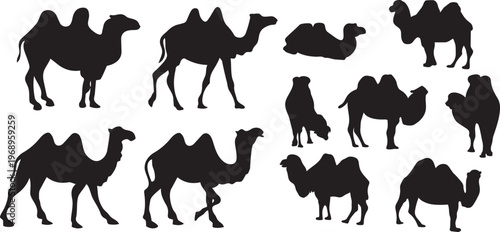 Camels Silhouette Collection 