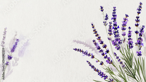 Delicate watercolor illustration of wild lavender sprigs on white background. Ai generated.