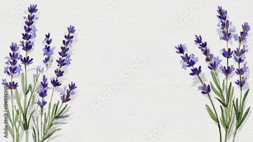 Delicate watercolor illustration of wild lavender sprigs on white background. Ai generated.