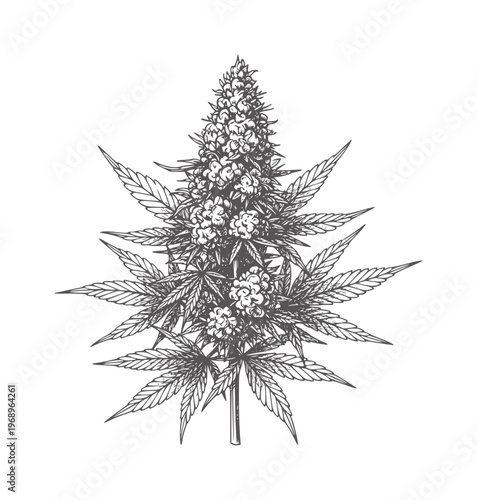 Black and white botanical of a plant with leaves and buds