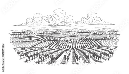 Black and white of a sprawling vineyard landscape with rolling hills grapes vines